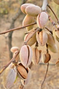 Tratamientos del Almendro Postcosecha